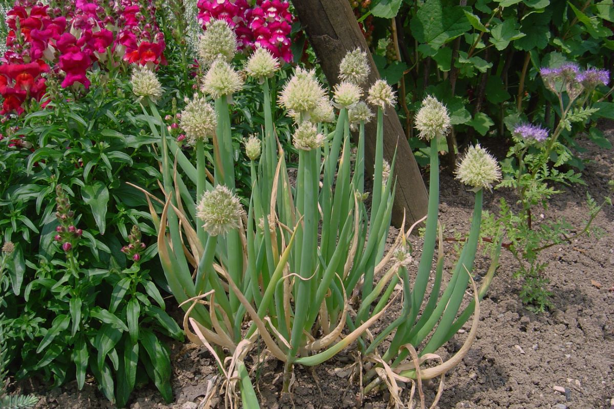 Stängelzwiebel aus Dietikon