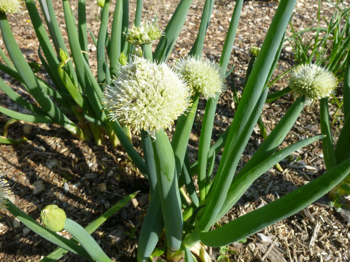 Stängelzwiebel aus Dietikon