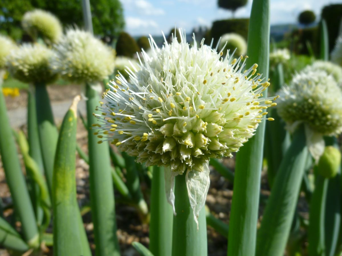 Stängelzwiebel aus Dietikon