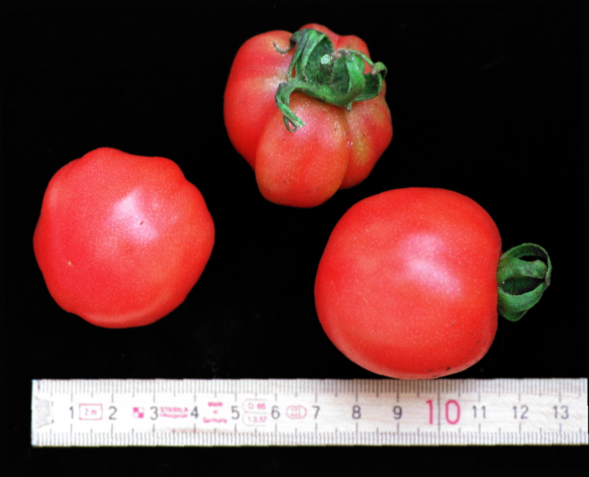 Pfirsichtomate