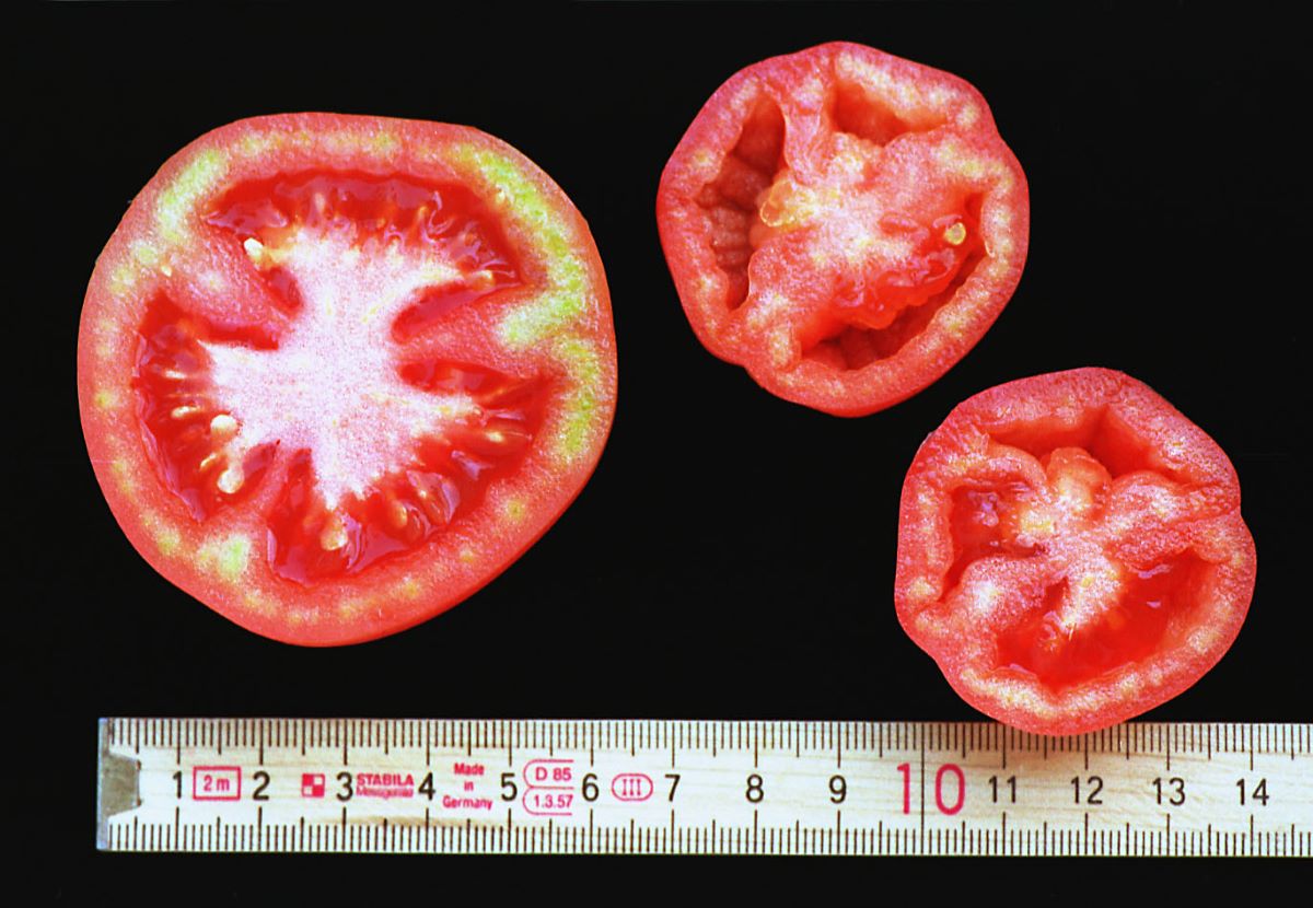 Pfirsichtomate