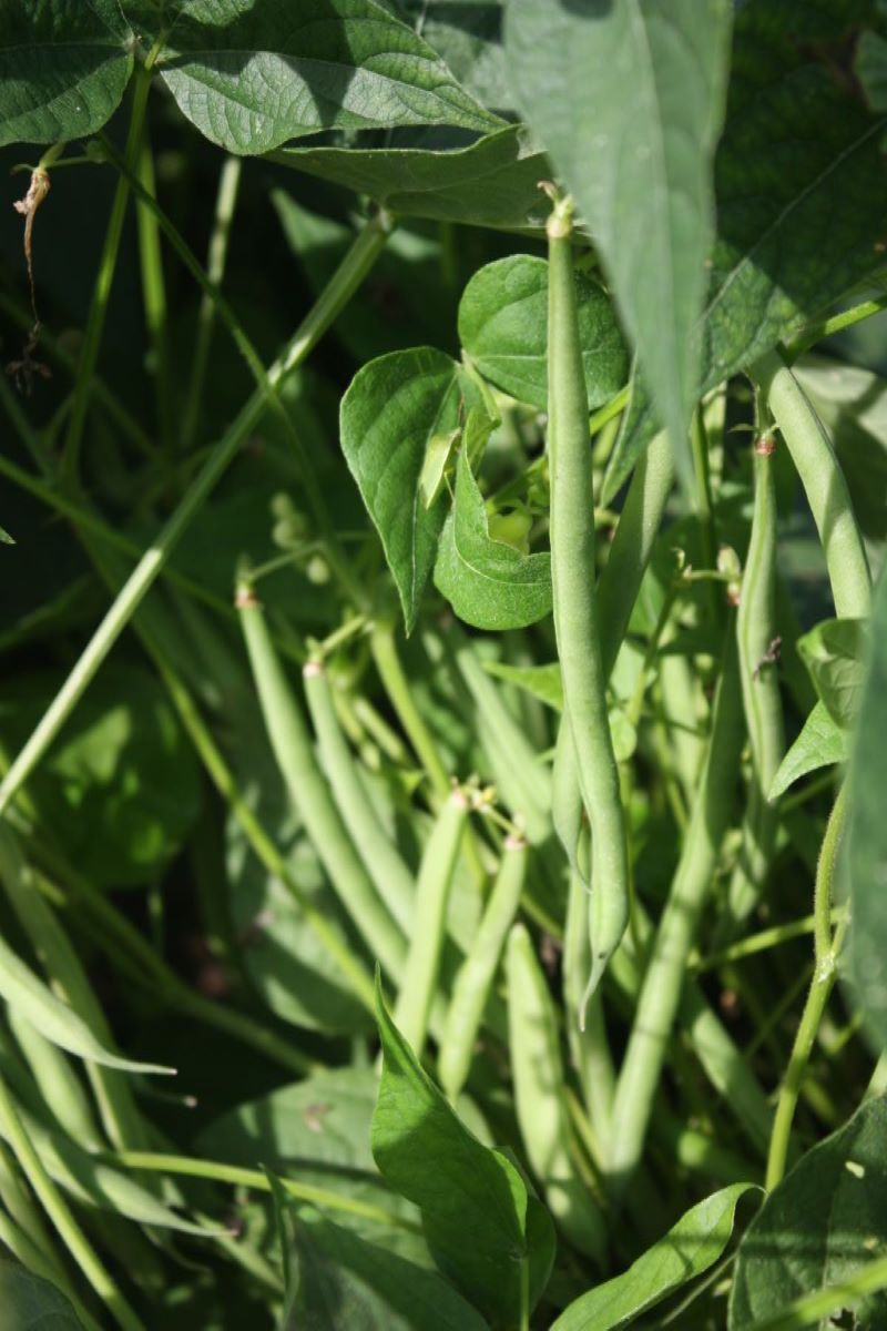 Hungarian Rice Bean