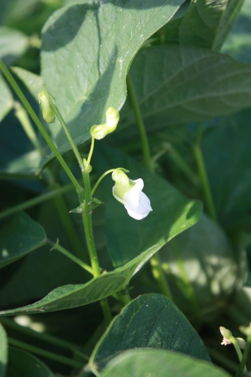 Hungarian Rice Bean
