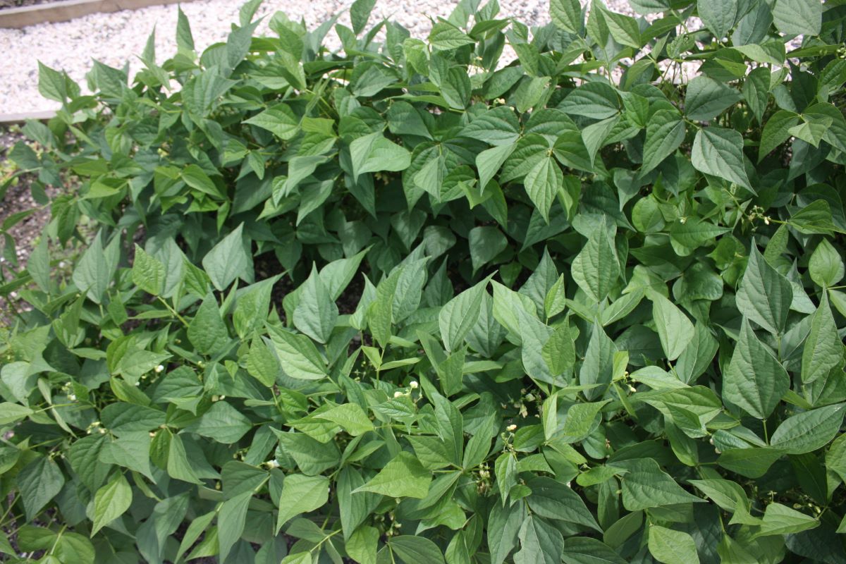 Hungarian Rice Bean