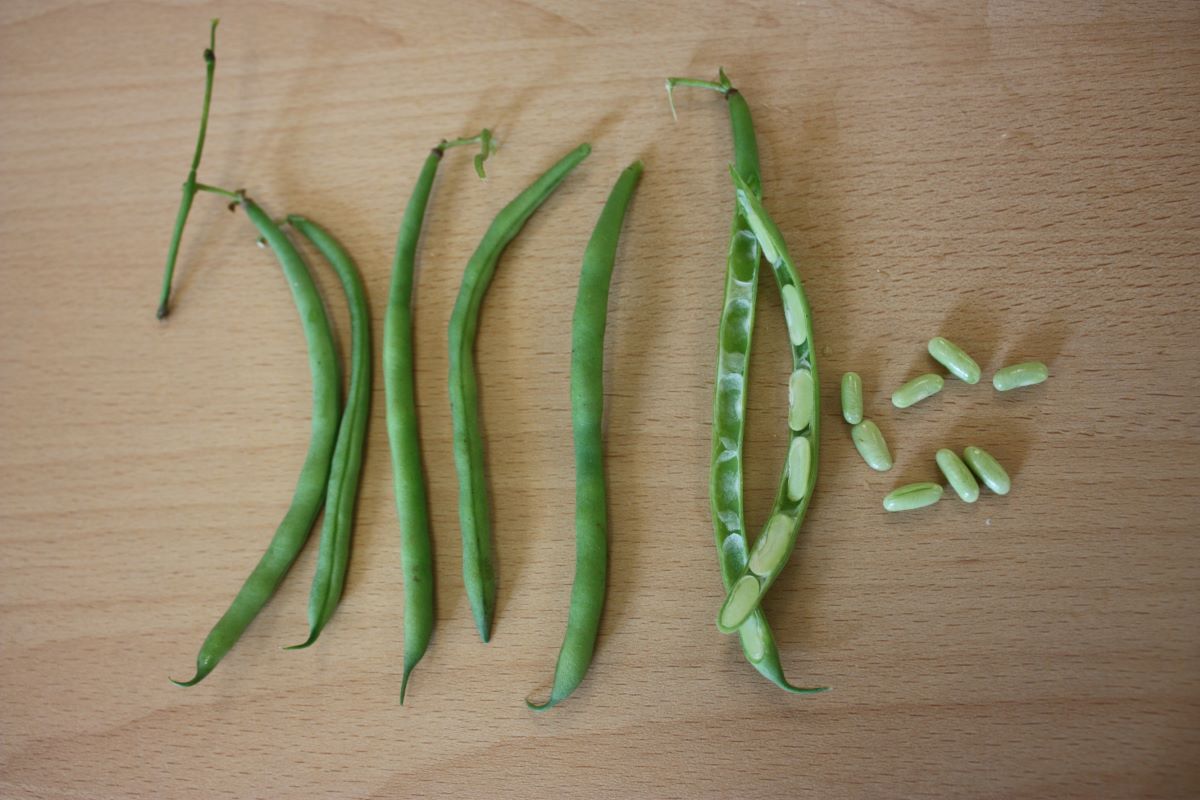 Hungarian Rice Bean