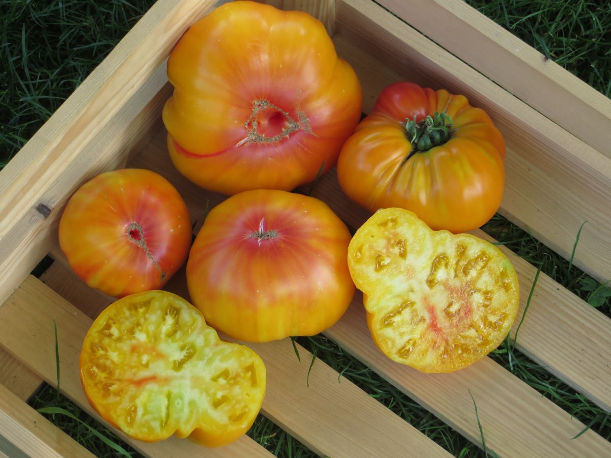 Mammut Deutsches Gold