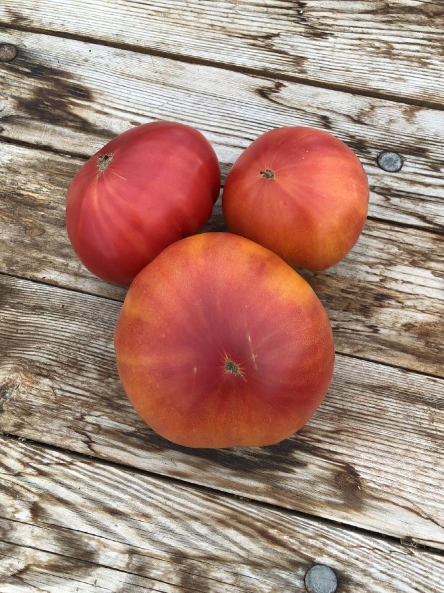 Mammut Deutsches Gold