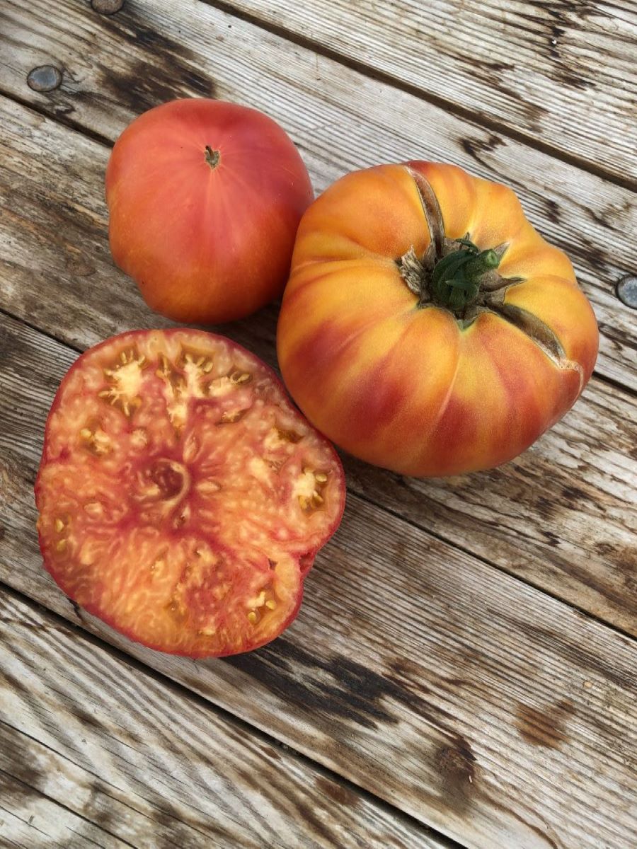 Mammut Deutsches Gold