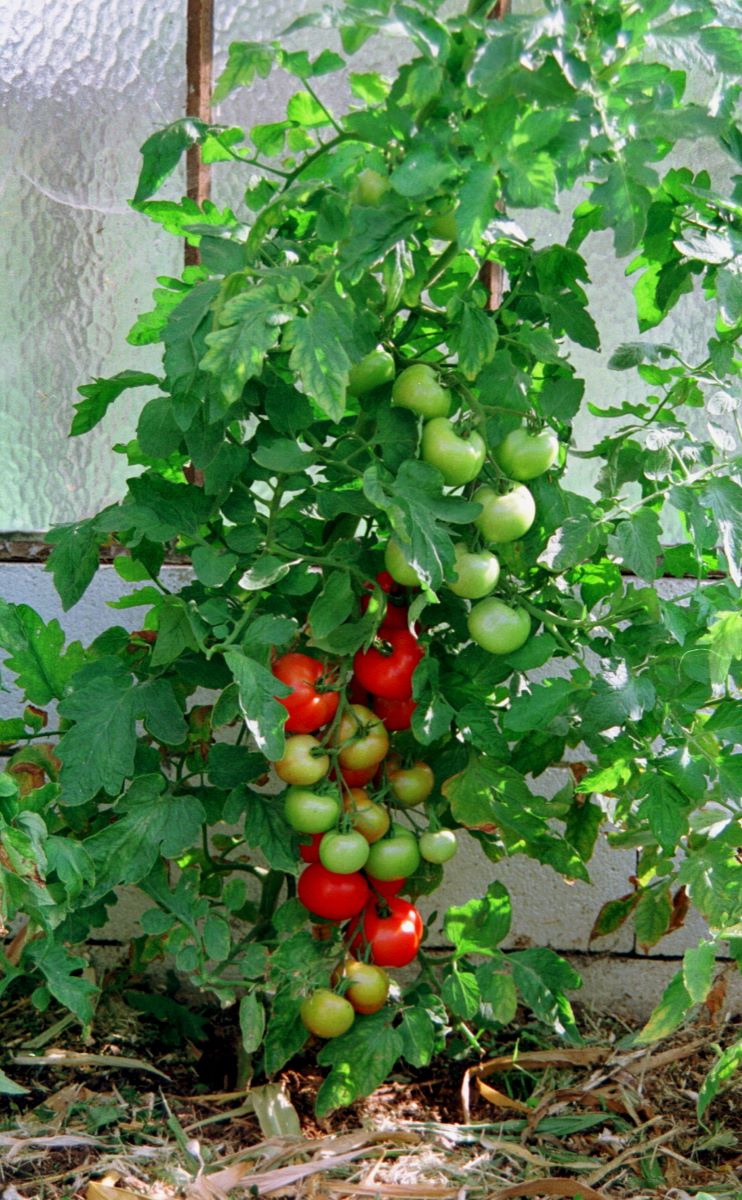Tomate savoureuse