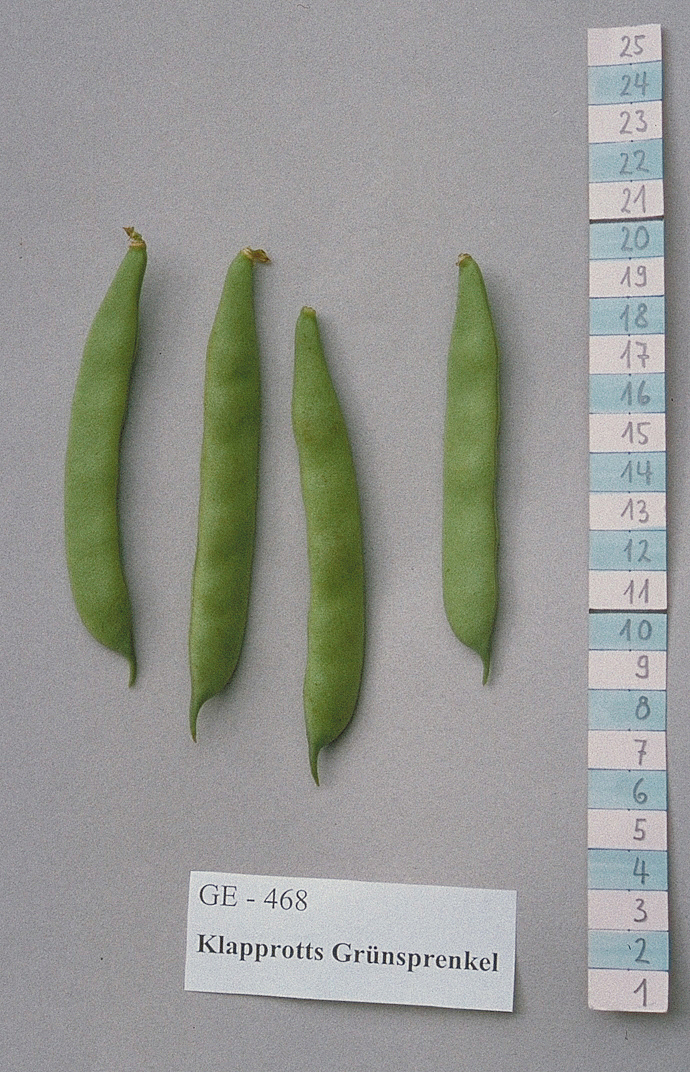 Verde macchiato di Klapprott