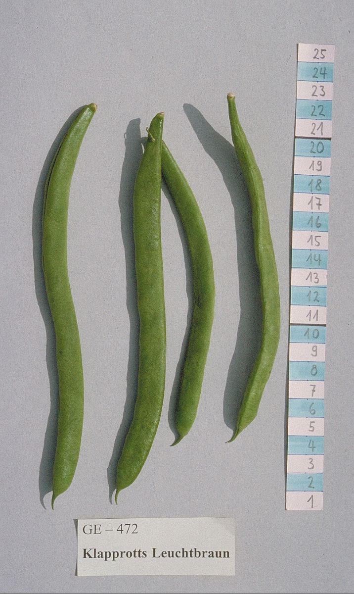 Klapprotts Leuchtbraun