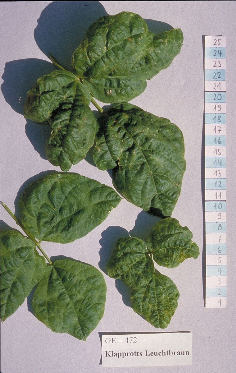 Klapprotts Leuchtbraun