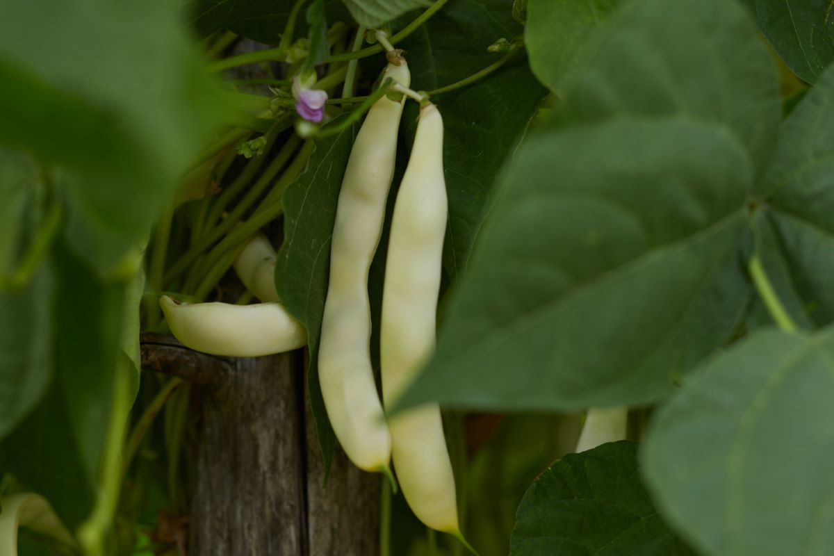 Brun foncé de Klapprott 