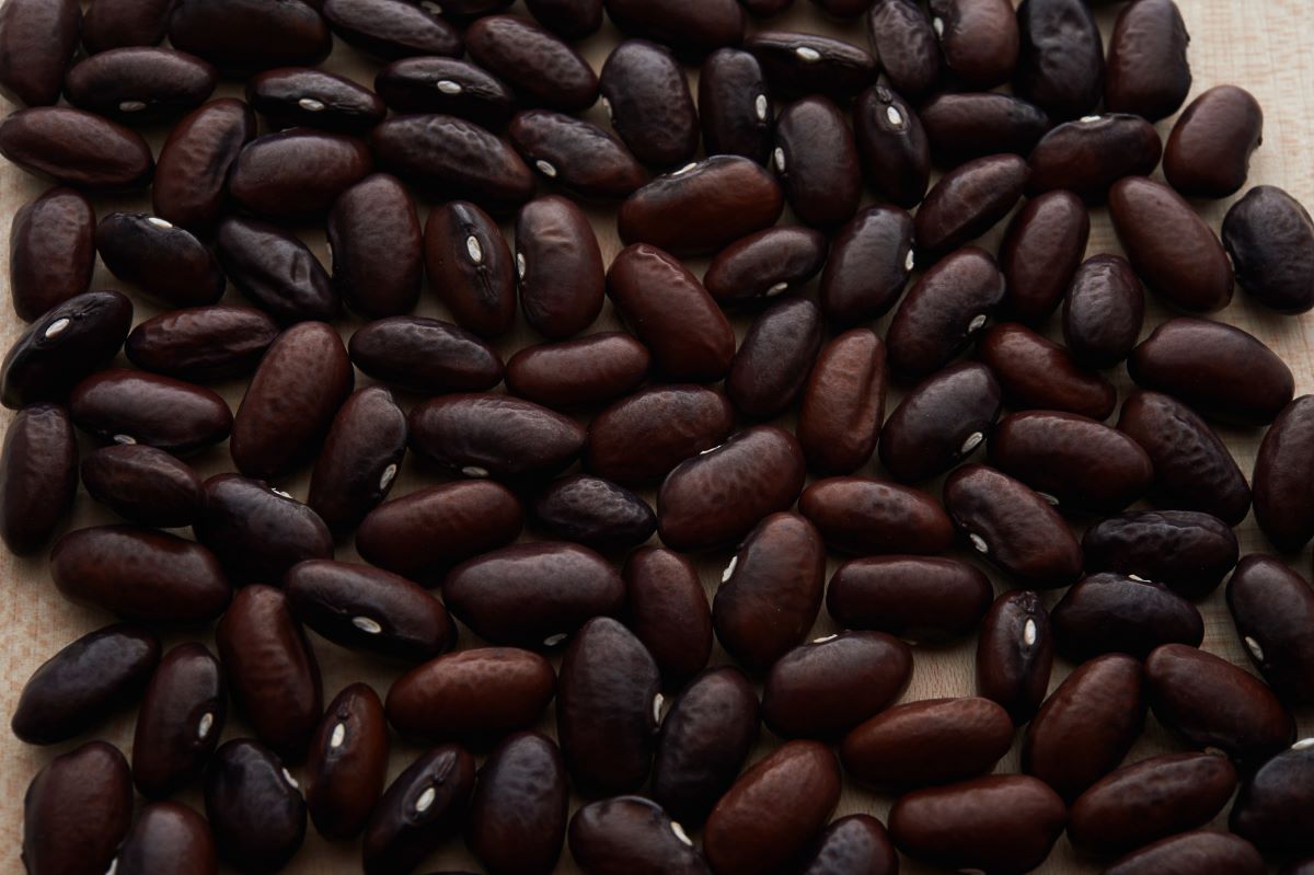 Brun foncé de Klapprott 