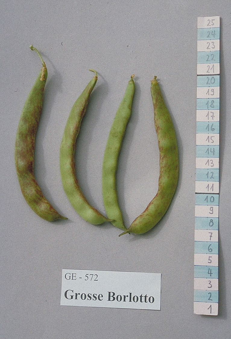Grosse Borlotto