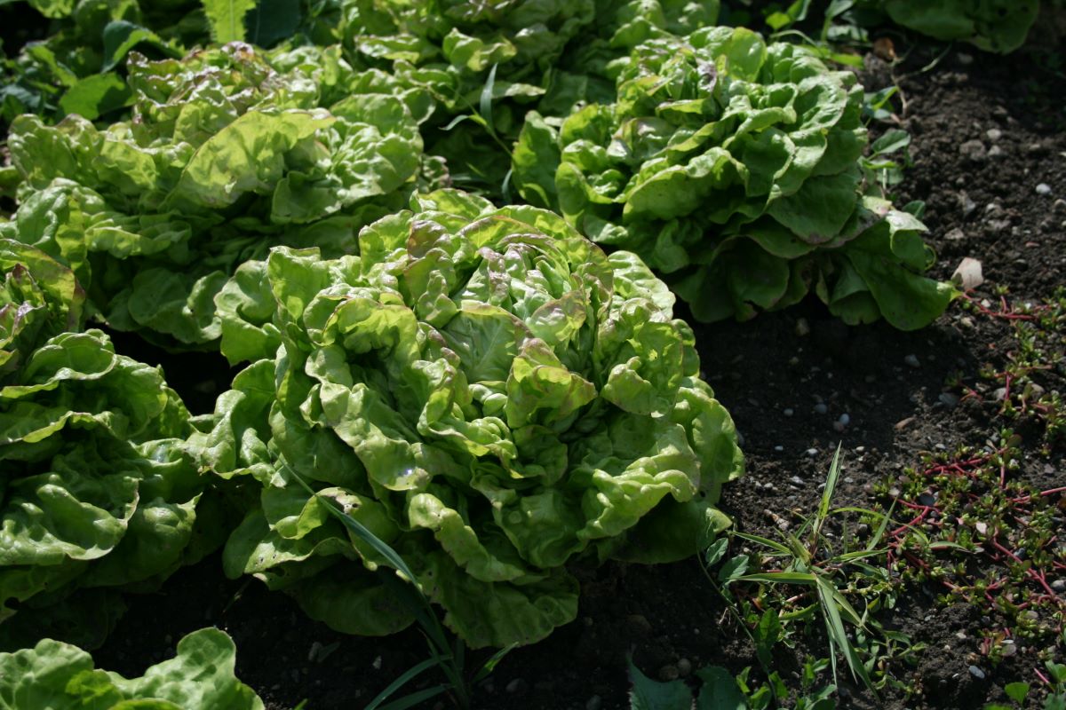 Variété locale Chez-le-Bart