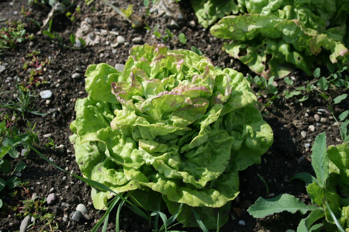 Variété locale Chez-le-Bart