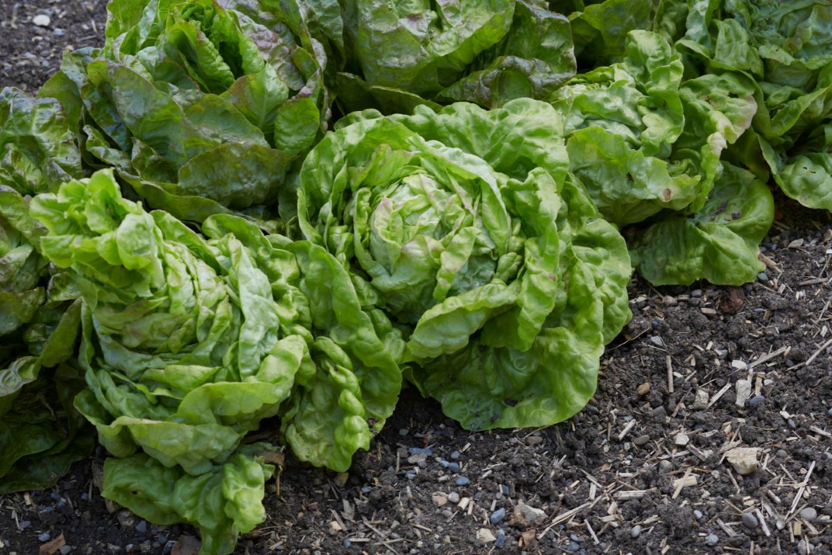Variété locale Chez-le-Bart