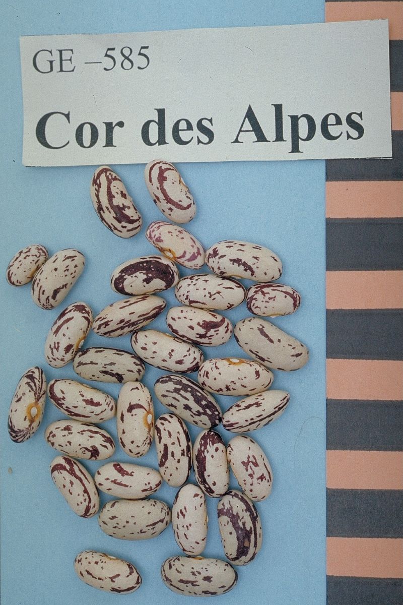 Cor des Alpes