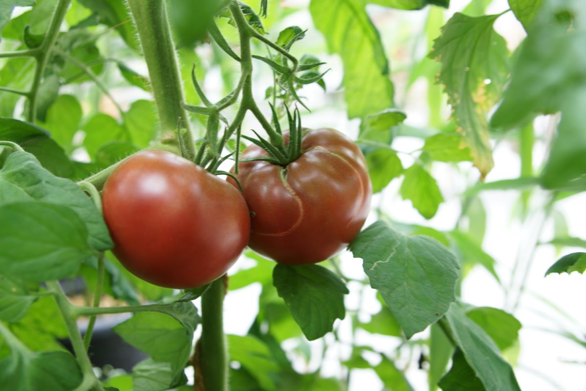 Foncée du Kazakhstan