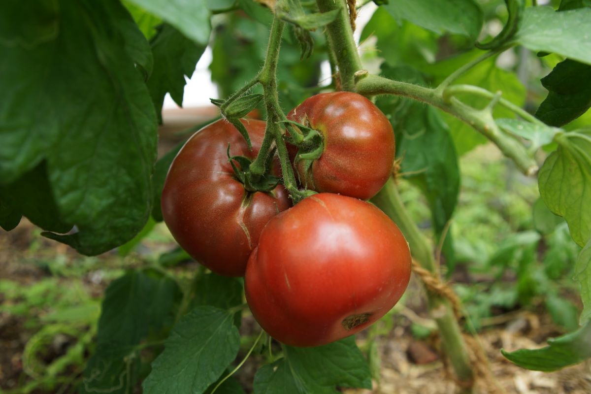 Foncée du Kazakhstan