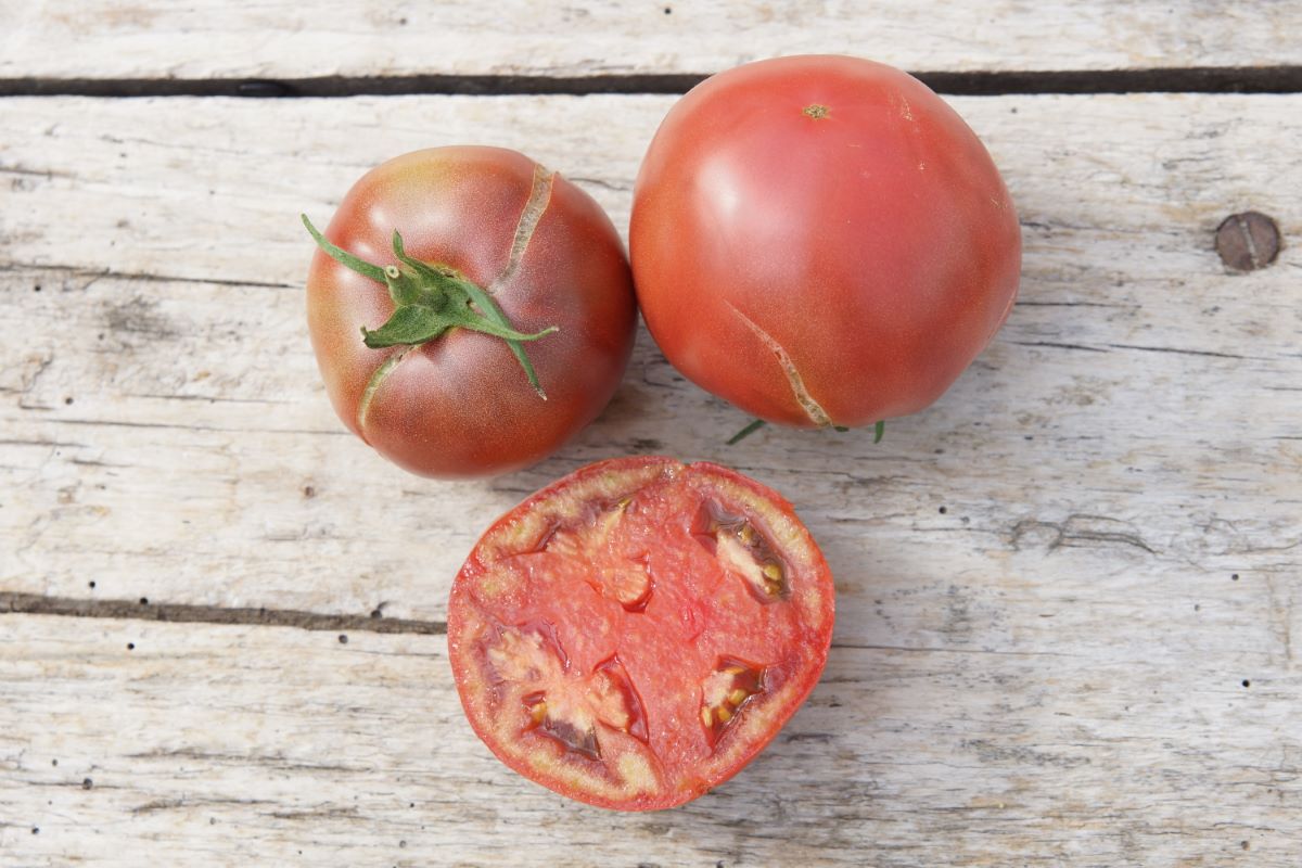 Foncée du Kazakhstan