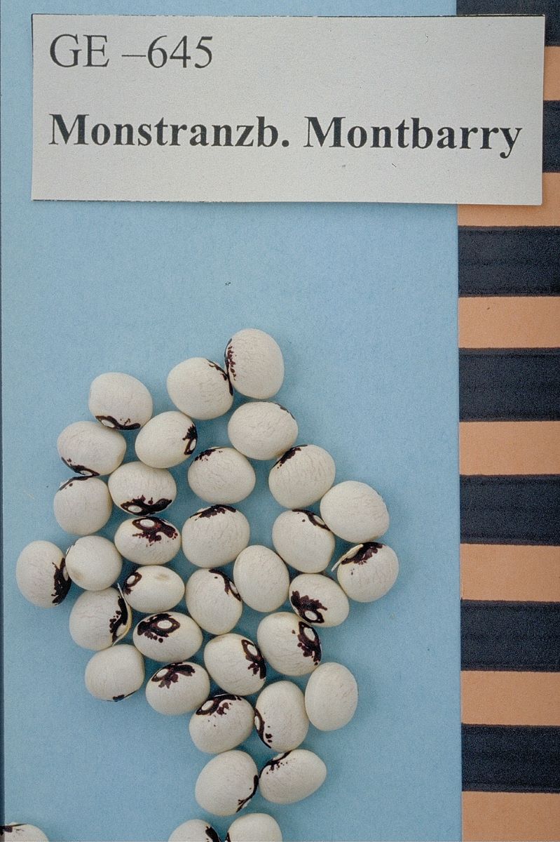 Haricot Ostensoir Montbarry