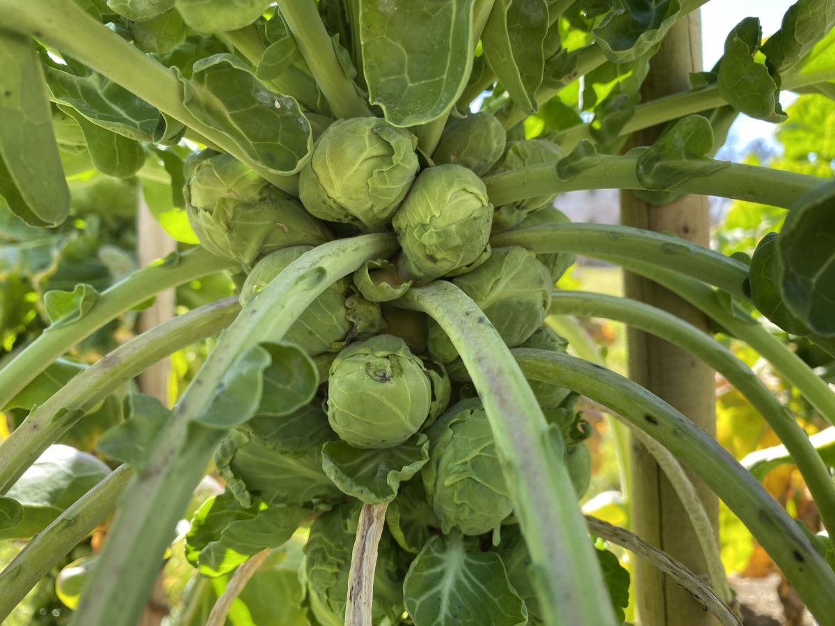 Perfection de Genève