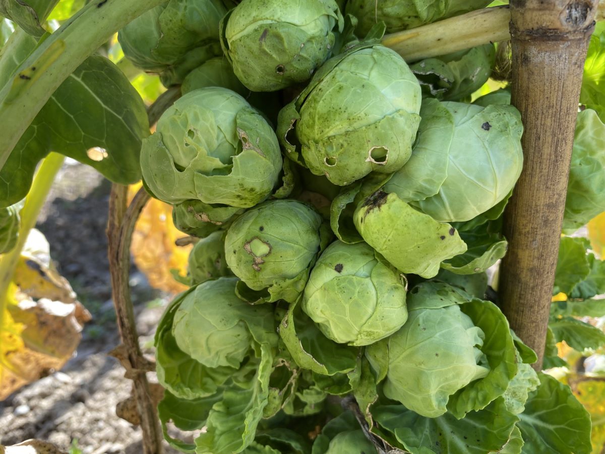 Perfection de Genève