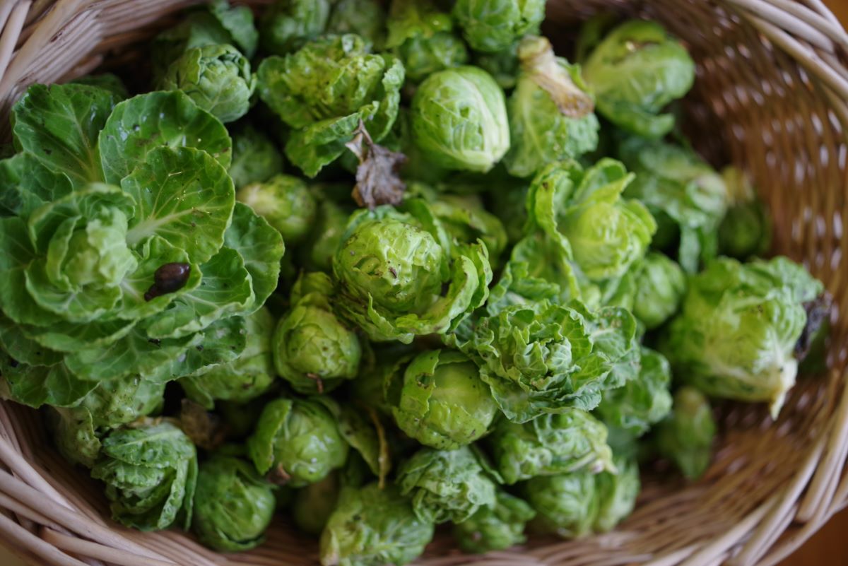 Perfection de Genève