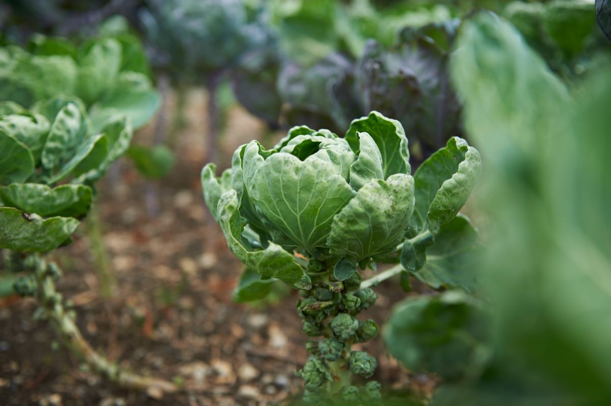 Perfection de Genève