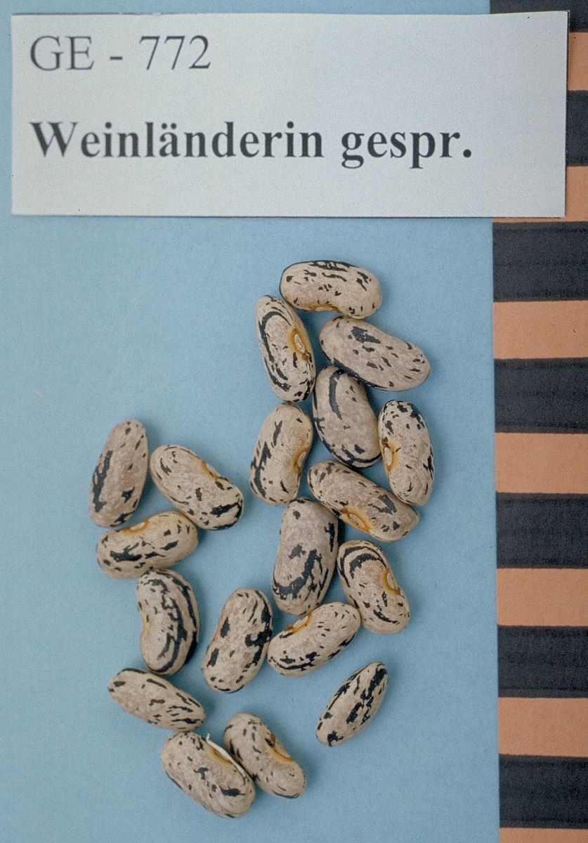Weinländerin Gesprenkelt