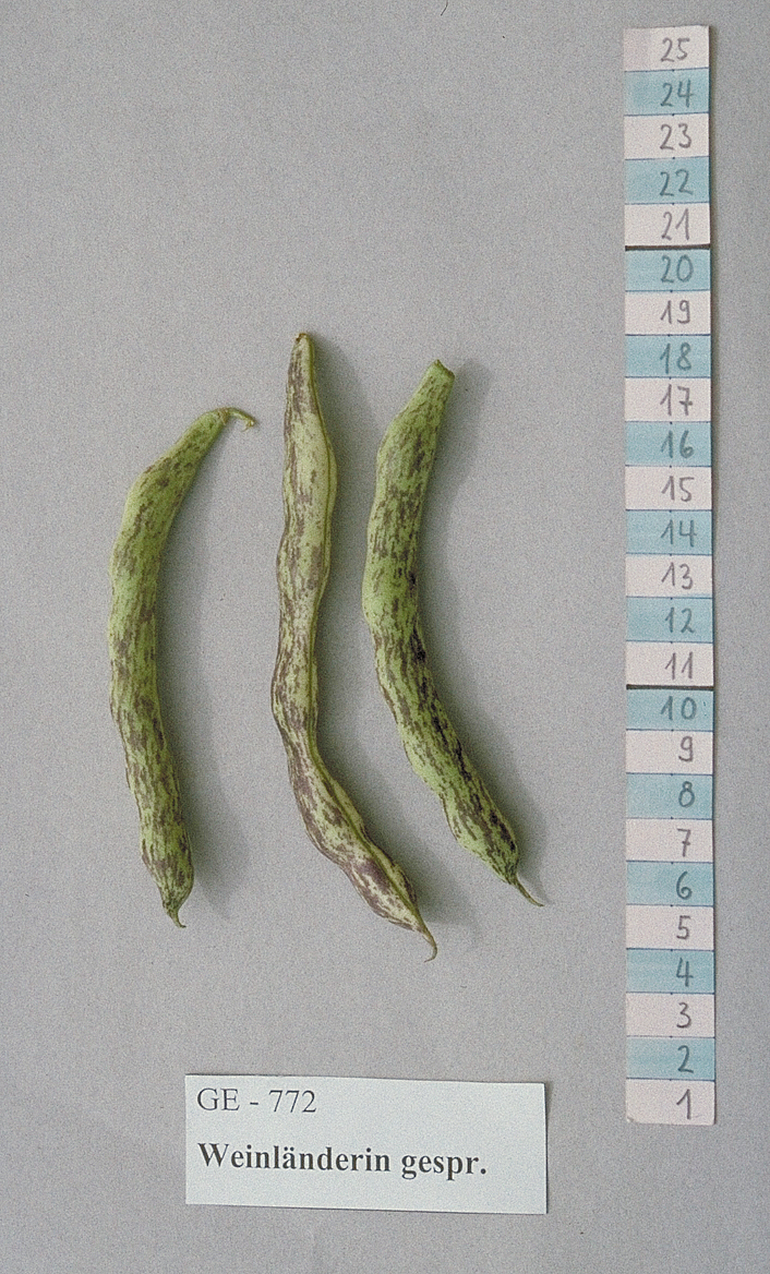 Weinländerin Gesprenkelt