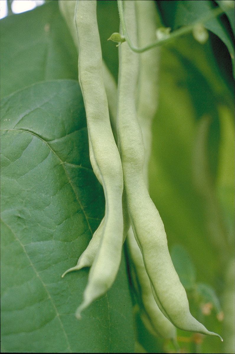 Weisse Weinländerin Kuert