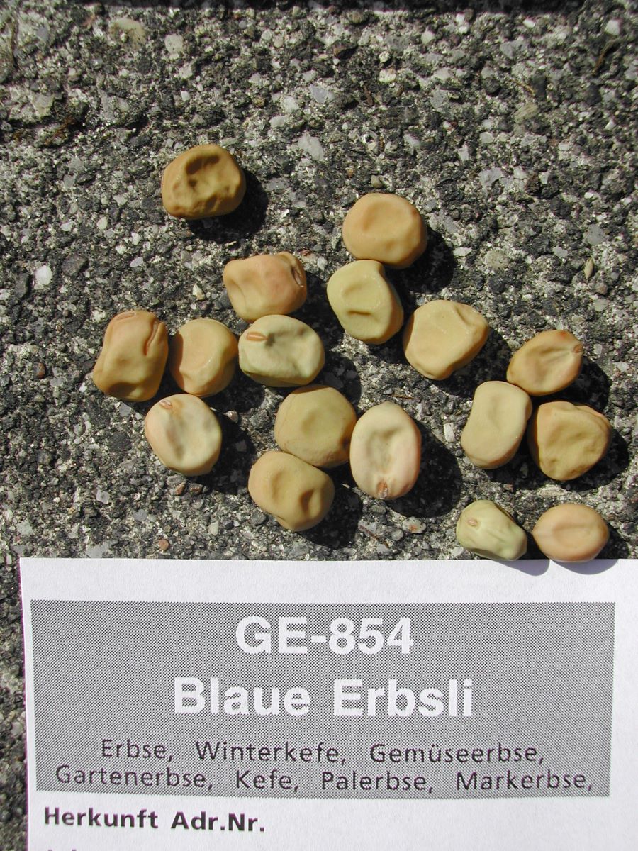 Blaue Erbsli
