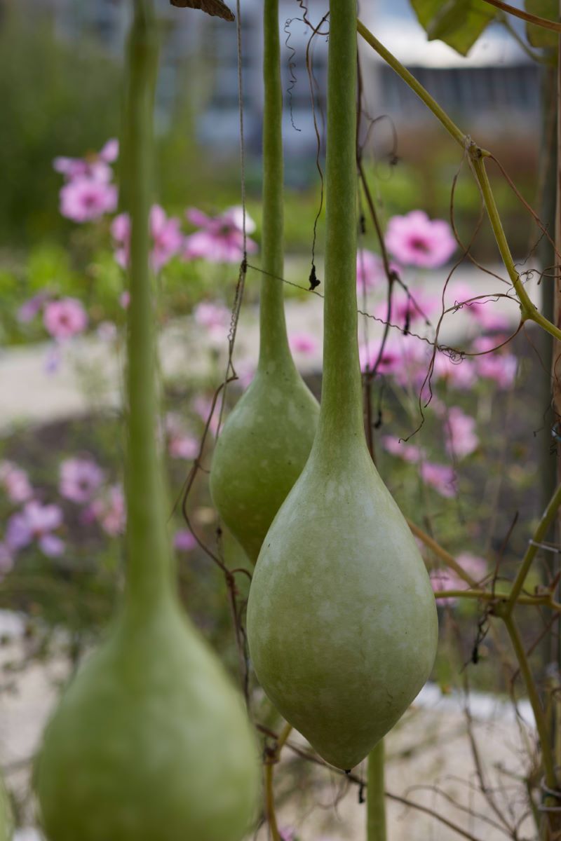 Bouteille  Schalmeienklang