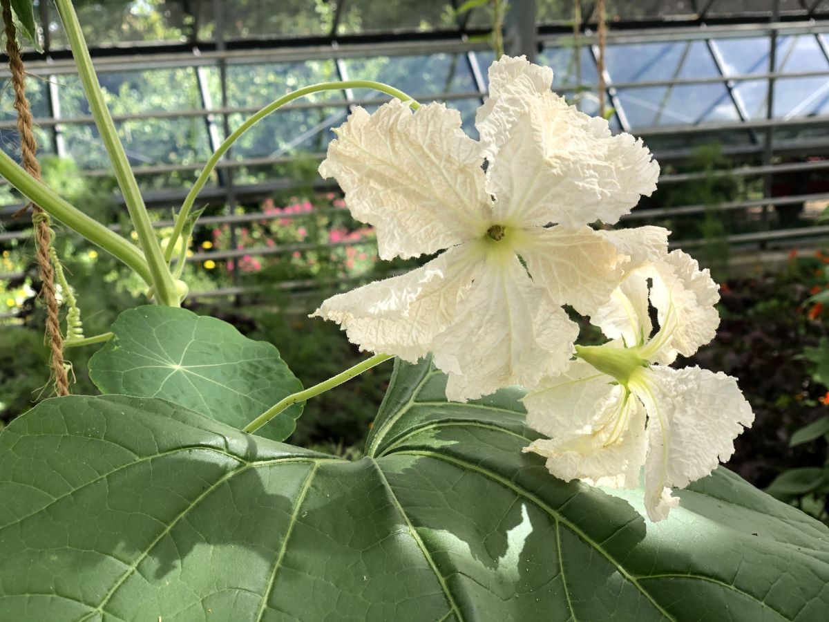 Bouteille  Schalmeienklang