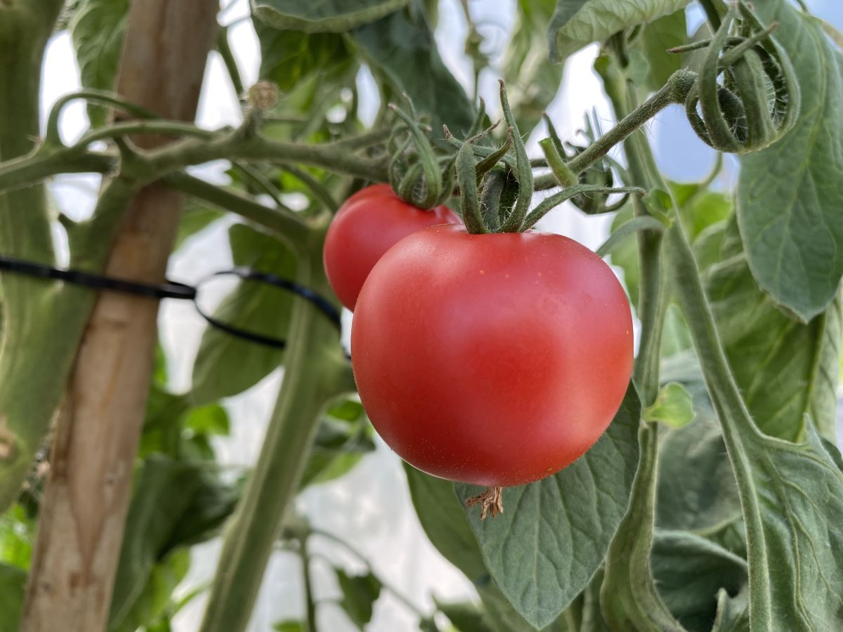 Deutsche Kartoffeltomate