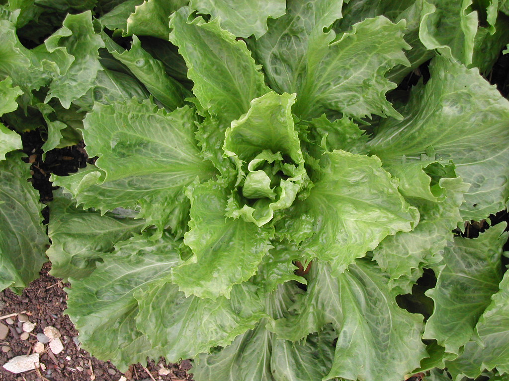 En Cornet de Bordeaux