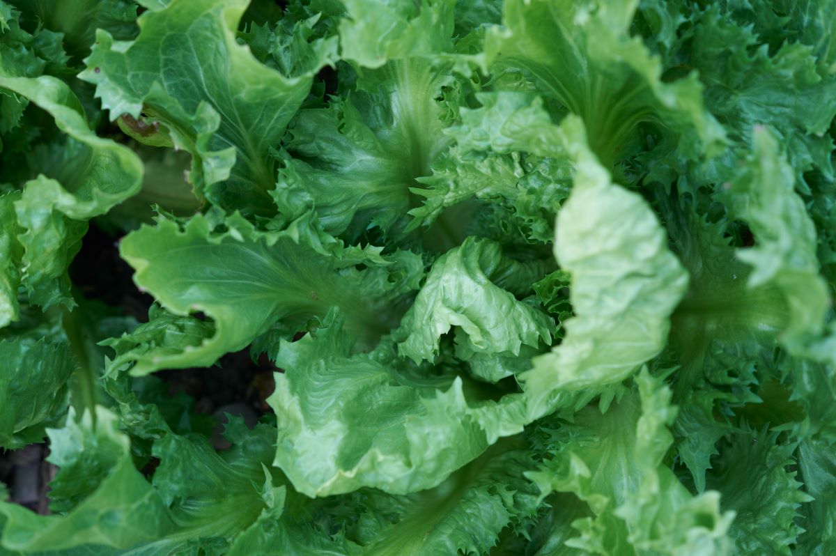 En Cornet de Bordeaux