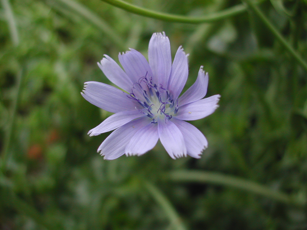 En Cornet de Bordeaux