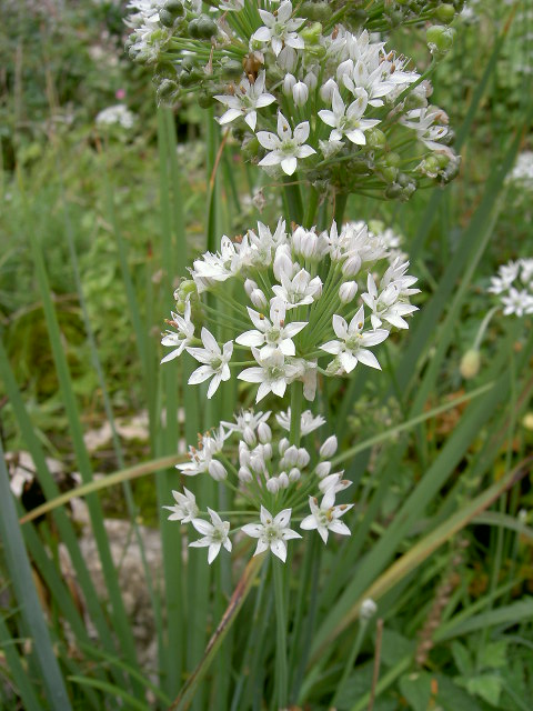 Aglio da taglio