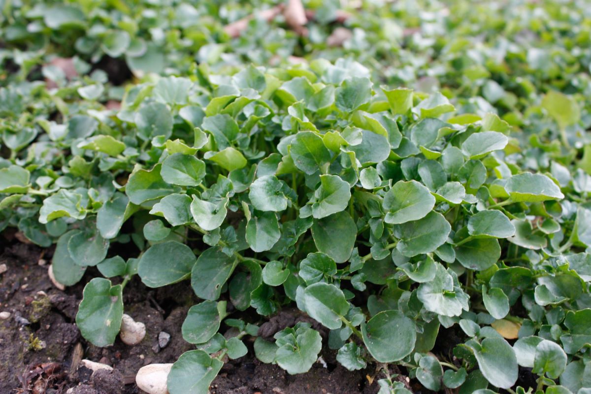 Cresson d'hiver Sativa