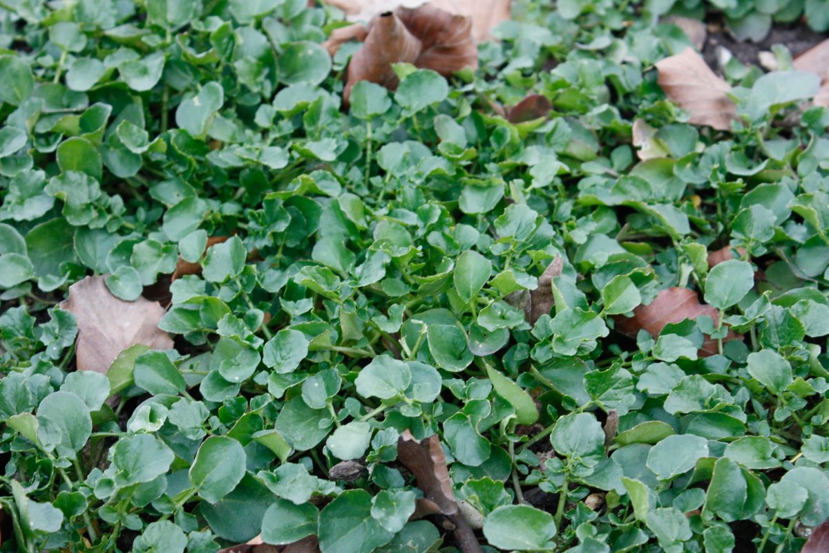 Cresson d'hiver Sativa