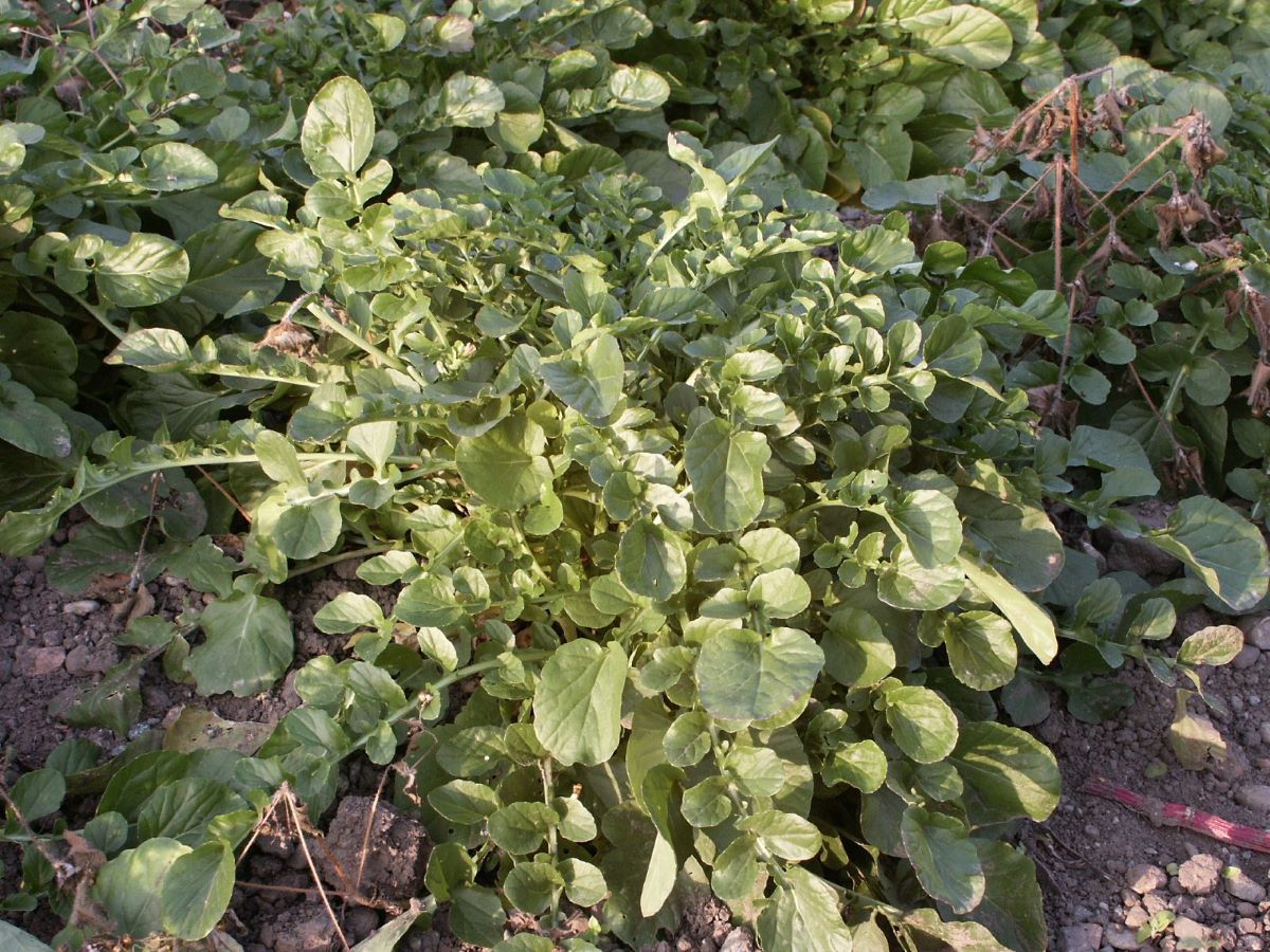 Cresson d'hiver Sativa