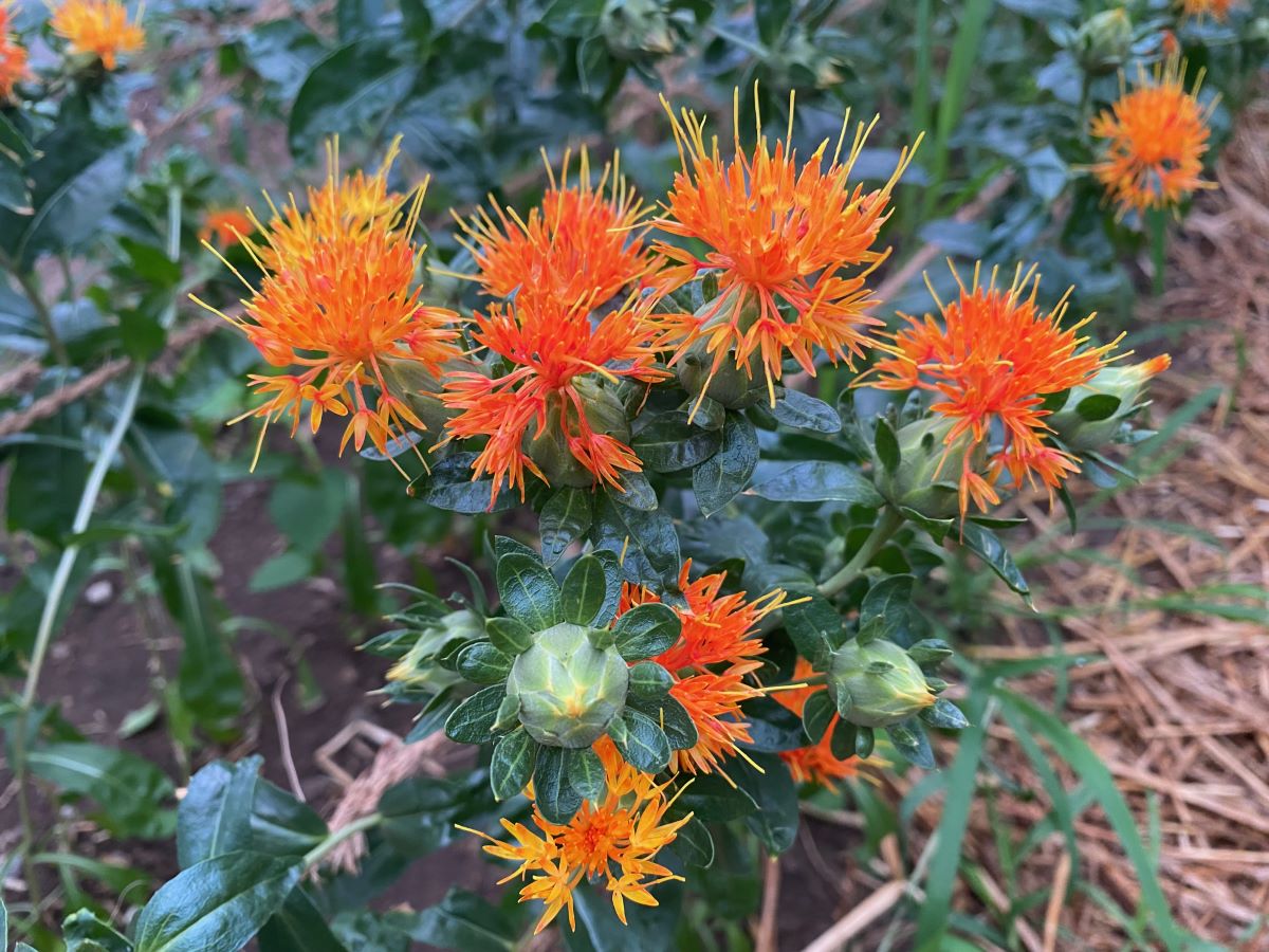 Falso zafferano di Verdabbio