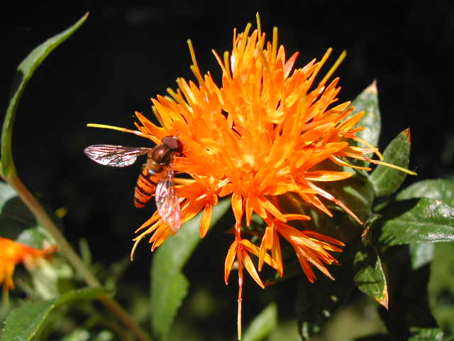 Falso zafferano di Verdabbio