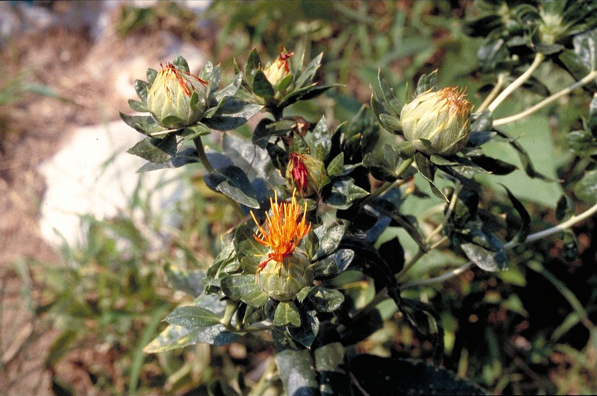 Falso zafferano di Verdabbio