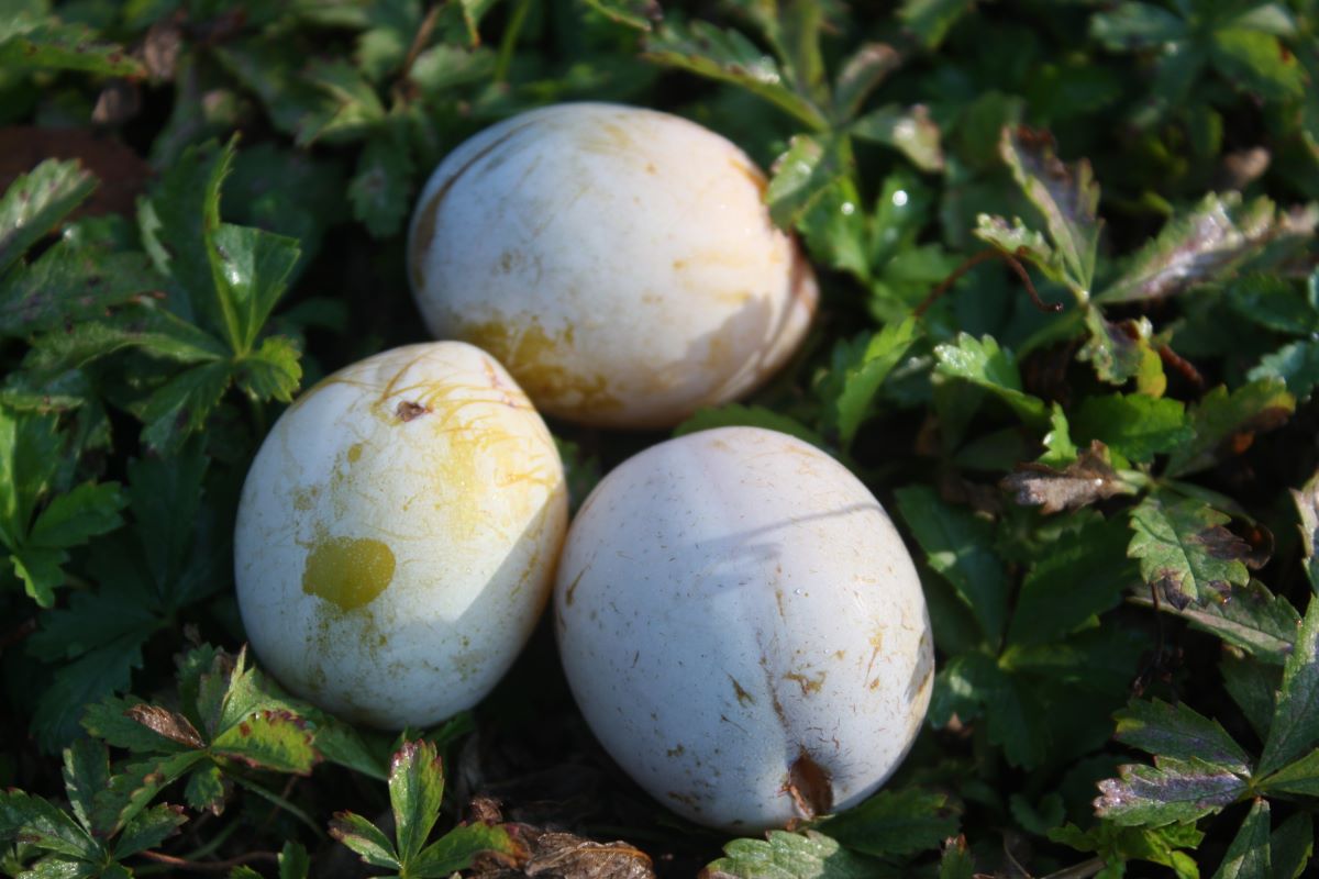 Prunier d'Ente blanche