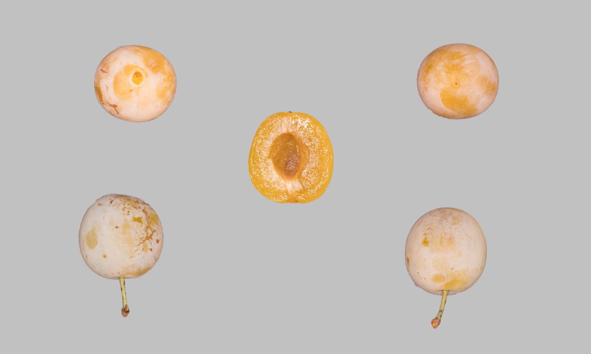 Spilling Schmutzberg